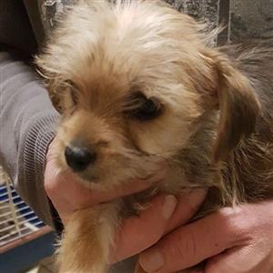 Morkie puppy