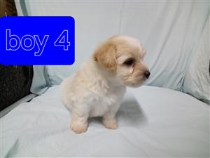 Yorkie puppies