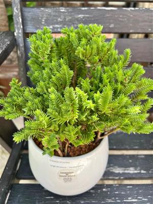 Beautiful Crassula Ericoides plant
