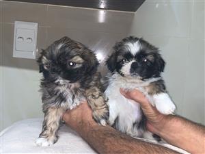shi tzu pups available born 17/3/26 vet checked and vaccinated and dewormed