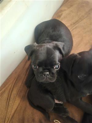 Pug puppies for sale