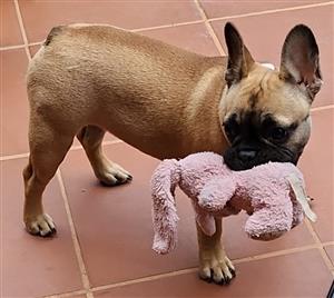 French Bulldog 