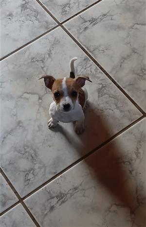 Jack Russell  Pups