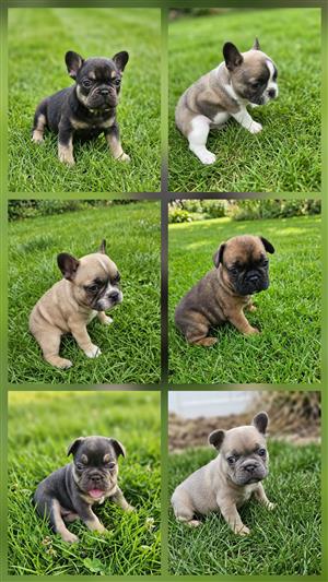 French bulldog Puppies