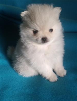  Beautiful Toypom puppies