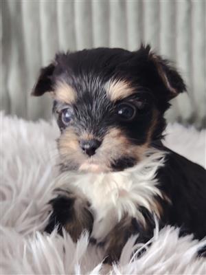 Gorgeous yorkshire terrier companions 