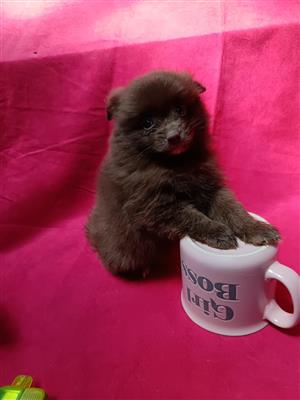 Pomeranian / Toy pom