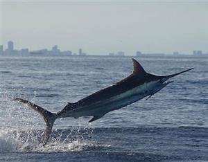 marlin in Rods and Reels in South Africa