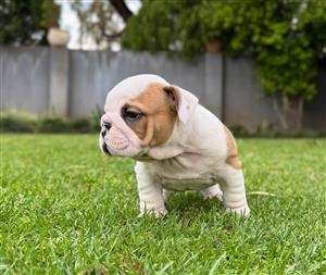 Gorgeous English bulldog puppies available
