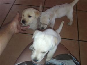 Labrador puppies 