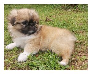 Pekingese pups