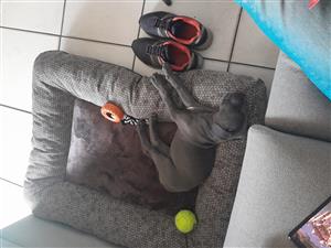 Great Dane pupp free for a good home
