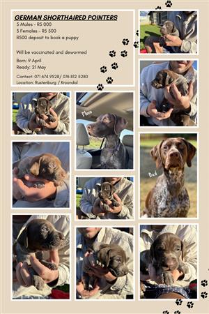 German Shorthaired pointer puppies