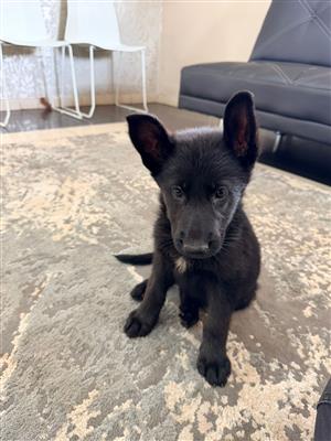 Purebred German shepherd puppies 