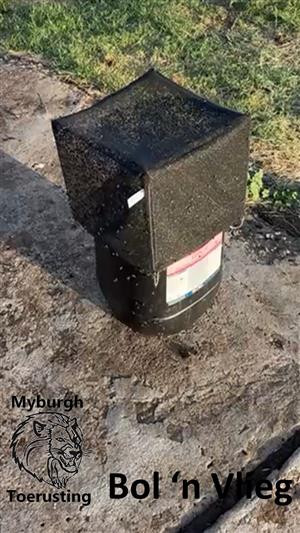 Bol 'n Vlieg Vlieëvanger / Fly Catcher