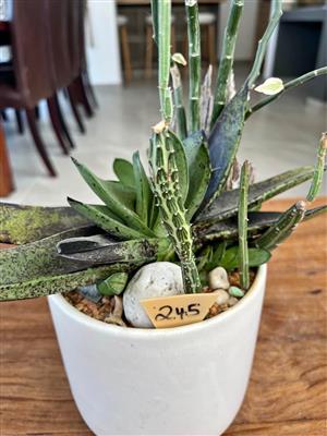 Succulents in a ceramic pot