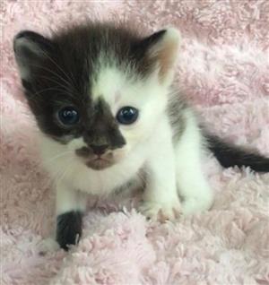 Ragdoll x khao manee kittens 