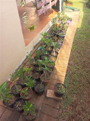 Impala Lilies (Desert Roses) For Sale