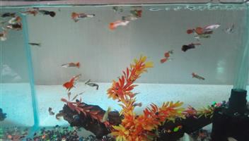 Guppies for sale