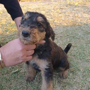 Airedale Terriers For Sale