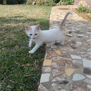 White kitten 