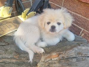 Pekingese  Puppies