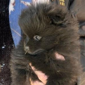 Pomeranian Toypom puppies