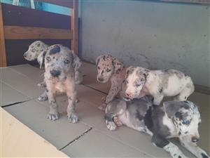 Beautiful Great Dane puppies 