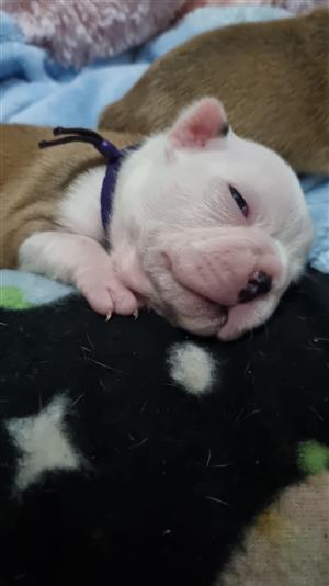 Boston Terrier  Fawn Registered 