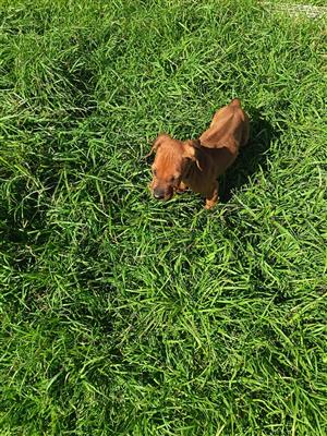 Rhodesian Ridgeback puppies