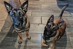 Belgian Mallinois puppies