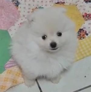 Toypom Pomeranian puppy 