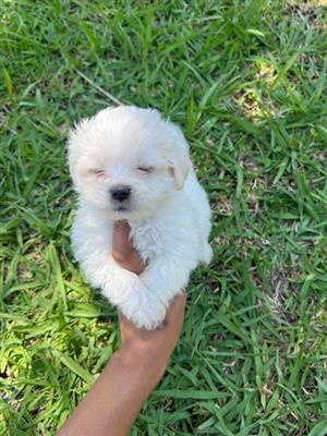 Maltese