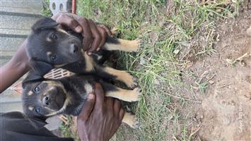 German sherperd x labardor 