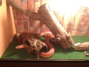 Corn Snake +-1.5m long with full enclosure 