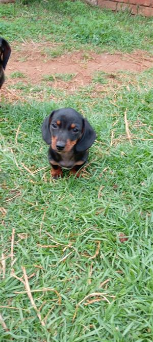 Dachshund 