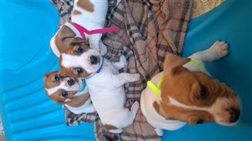 Jack Russell puppies