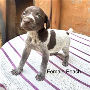 German short hair pointers puppies 