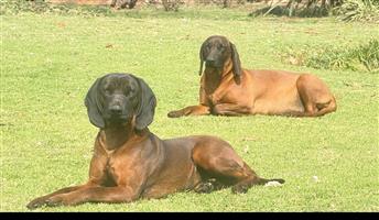 Bavarian Mountain Hound puppies
