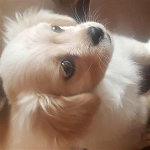 PeekaPoo puppy