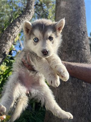  Beautiful Blue-Eyed Siberian Husky Puppies Looking for Loving Homes