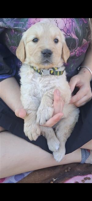 Golden retriever