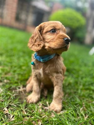 Pure Bred Spaniel puppies