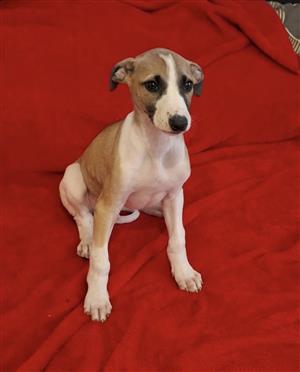 Greyhound puppies