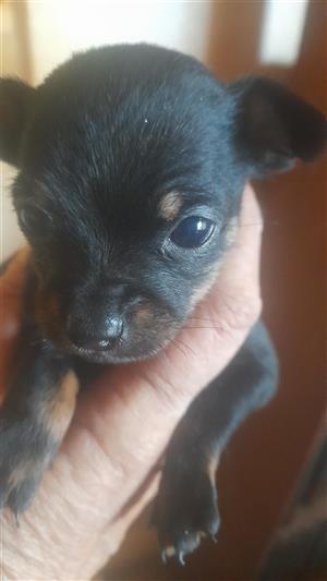 Miniature Doberman x Chihuahua puppies 