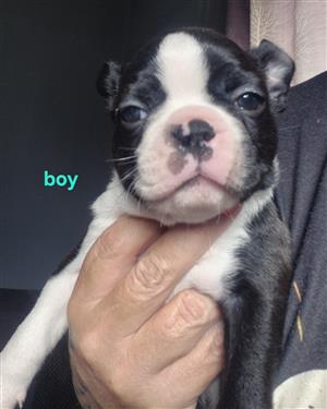 Boston terrier puppies 