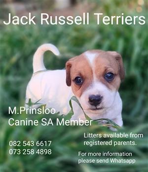 Registered Jack Russell Puppies