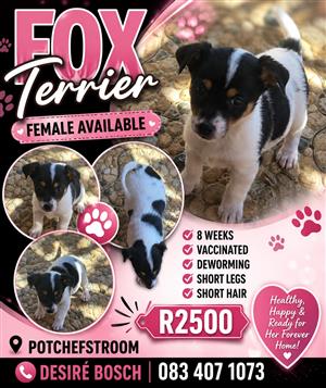 FoxTerrier female Available