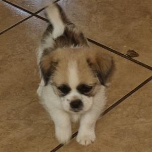 Min Poodle x Yorkie fem pup