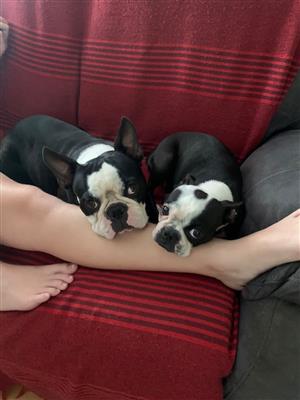 Boston terrier pups for sale purebred